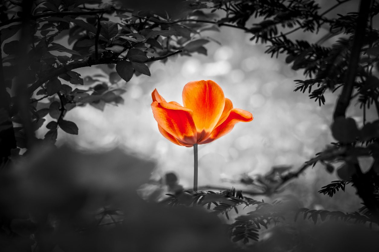 Orange tulip in monochrome forest
